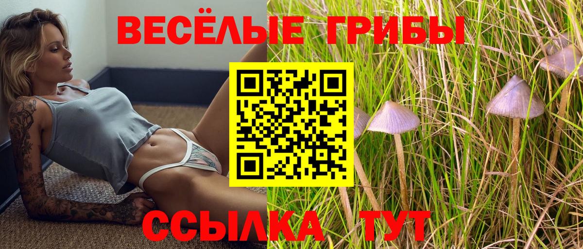 Котлас  Галлюциногенные грибы Psilocybine cubensis  Вход с VPN 